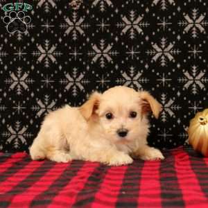Joy, Maltipoo Puppy